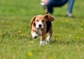19250153-running-beagle-puppy-with-flying-ears-at-the-walk