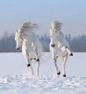 white horses